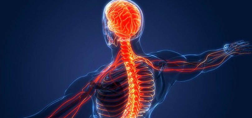 When Hormones Hurt: Inflammation, Endometriosis/PCOS, and the Nervous System